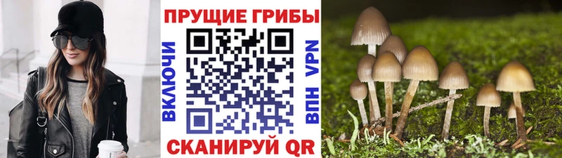 сколько стоит маркетплейс телеграм Галлюциногенные грибы Psilocybe Саянск omg маркетплейс